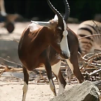 Zoo Hannover 18-06-11 847