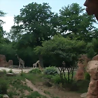 Zoo Hannover 18-06-11 597