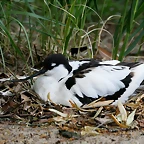 Zoo Hannover 18-06-11 697