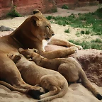 Zoo Hannover 18-06-11 581