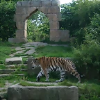 Zoo Hannover 18-06-11 1531