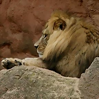 Zoo Hannover 18-06-11 574