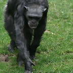 Zoo Hannover 18-06-11 656