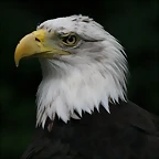 Zoo Hannover 18-06-11 1758