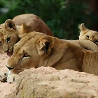 Zoo Hannover 18-06-11 609