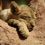Zoo Hannover 18-06-11 848