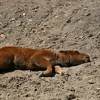 Zoo Hannover 18-06-11 880