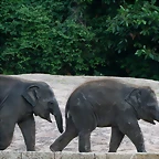 Zoo Hannover 18-06-11 1378