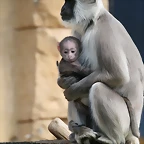 Zoo Hannover 18-06-11 1636