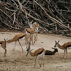 Zoo Hannover 18-06-11 429