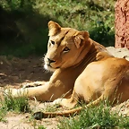Zoo Hannover 18-06-11 850