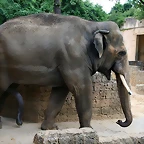 Zoo Hannover 18-06-11 1306