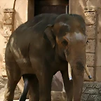Zoo Hannover 18-06-11 1313