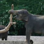 Zoo Hannover 18-06-11 1384