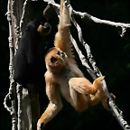 Zoo Hannover 18-06-11 756