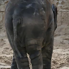 Zoo Hannover 18-06-11 1422