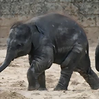 Zoo Hannover 18-06-11 1436