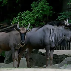 Zoo Hannover 18-06-11 297