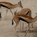 Zoo Hannover 18-06-11 321