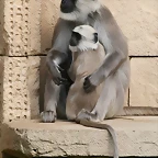 Zoo Hannover 18-06-11 1616