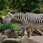 Zoo Hannover 18-06-11 526