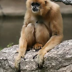 Zoo Hannover 18-06-11 717