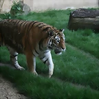 Zoo Hannover 18-06-11 1513