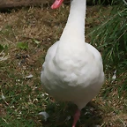 Zoo Halle 19-06-11 035