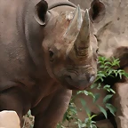 Zoo Hannover 18-06-11 376