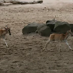 Zoo Hannover 18-06-11 452