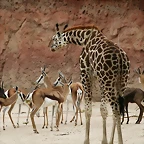 Zoo Hannover 18-06-11 471