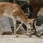 Zoo Hannover 18-06-11 644