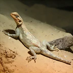 Zoo Halle 19-06-11 085