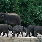 Zoo Hannover 18-06-11 1320