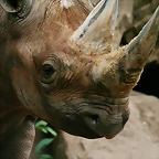 Zoo Hannover 18-06-11 410