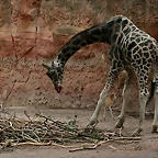 Zoo Hannover 18-06-11 449