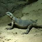 Zoo Halle 19-06-11 108