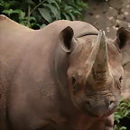 Zoo Hannover 18-06-11 400