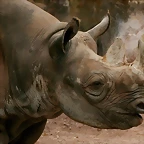 Zoo Hannover 18-06-11 482