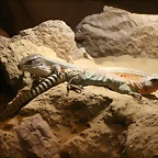 Zoo Halle 19-06-11 077