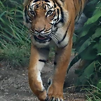 Zoo Halle 19-06-11 114