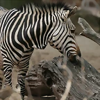 Zoo Hannover 18-06-11 549