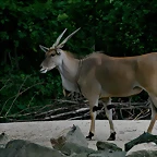 Zoo Hannover 18-06-11 289