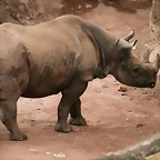 Zoo Hannover 18-06-11 518