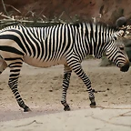 Zoo Hannover 18-06-11 540