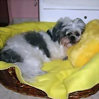 shan cojin amarillo