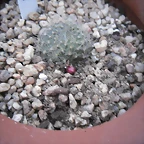 SAM_1133