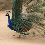 Zoo de Barcelona 14-04-11 312