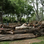 Zoo de Barcelona 14-04-11 229