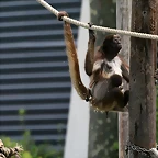 Zoo de Barcelona 14-04-11 505